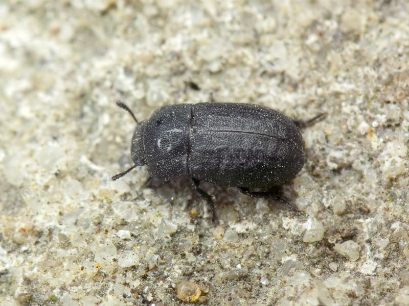 Melanimon tibiale (Fabricius, 1781)